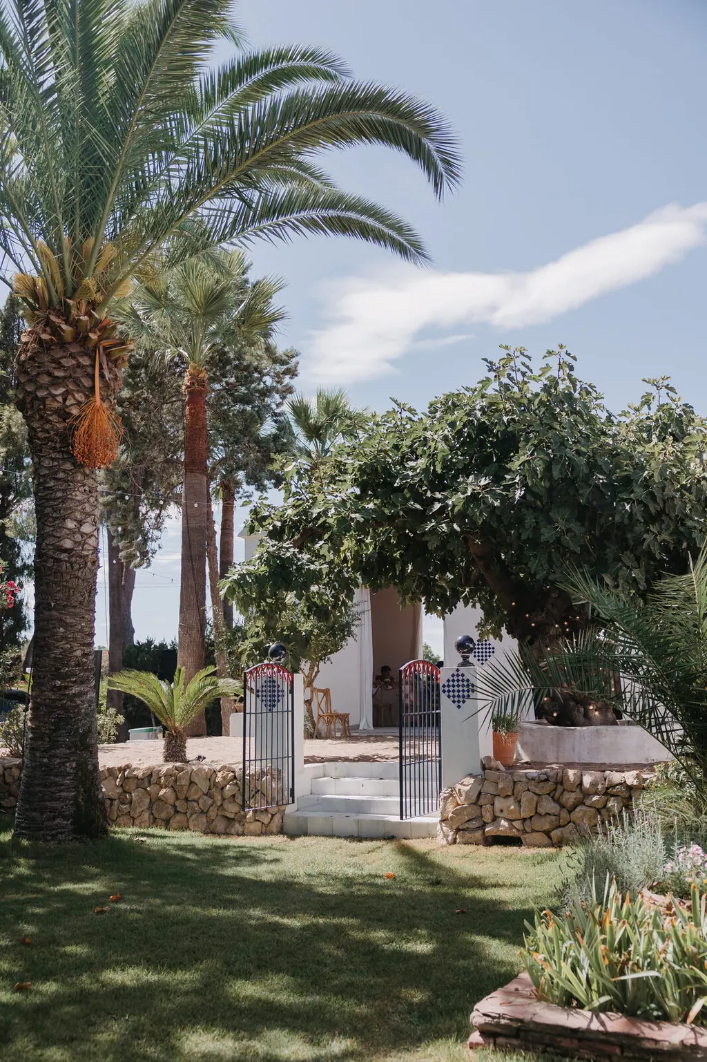 La higuera centenaria del jardín de Villa Paula, Valencia