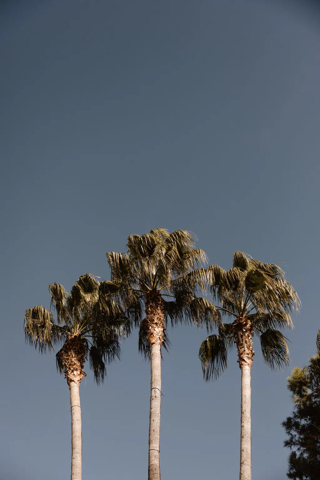 Palmeras del jardín de Villa Paula, Valencia