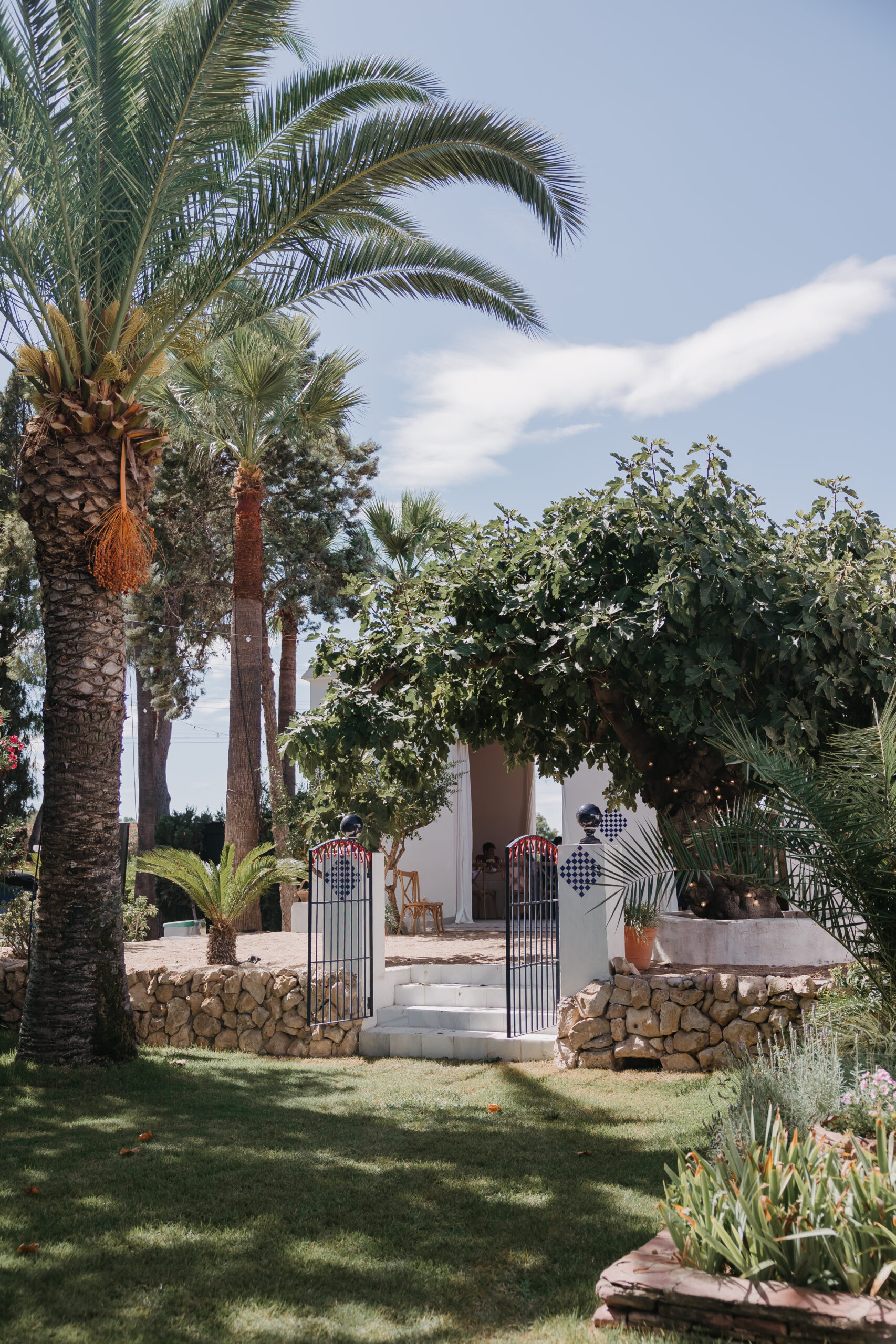 La higuera centenaria del jardín de Villa Paula, Valencia