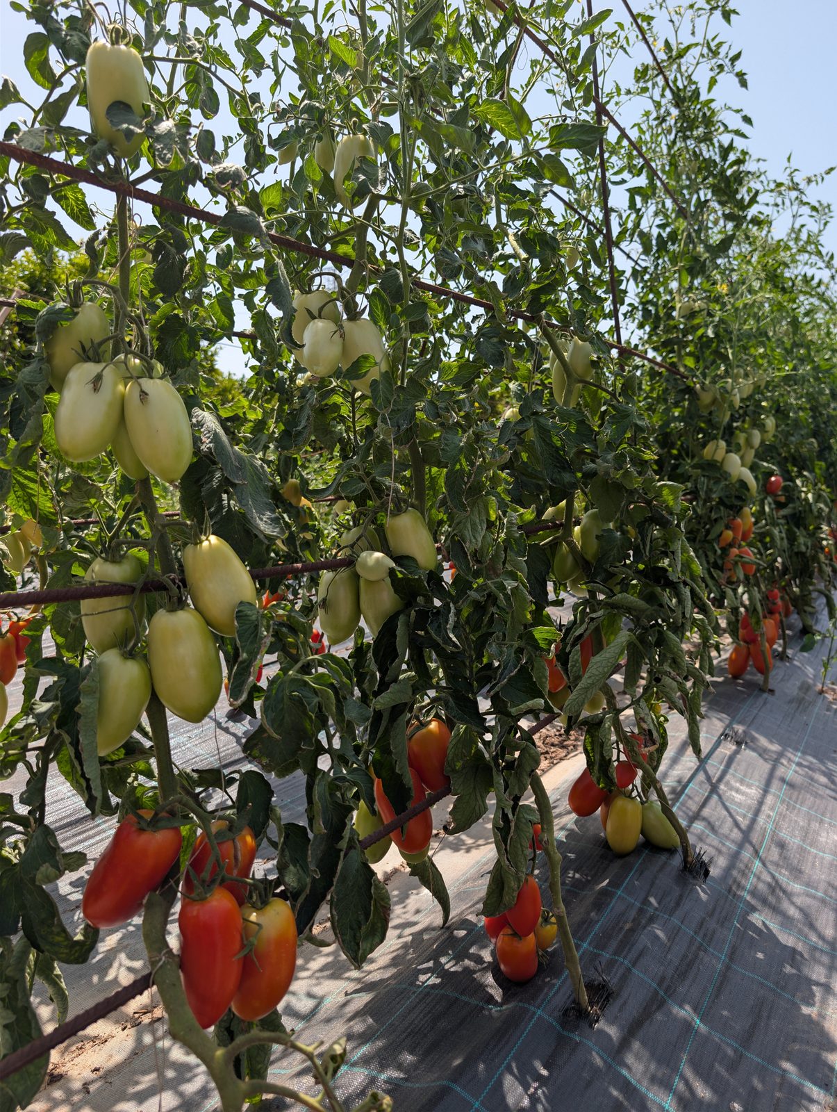 Tomates madurando en la huerta de Villa Paula, Valencia