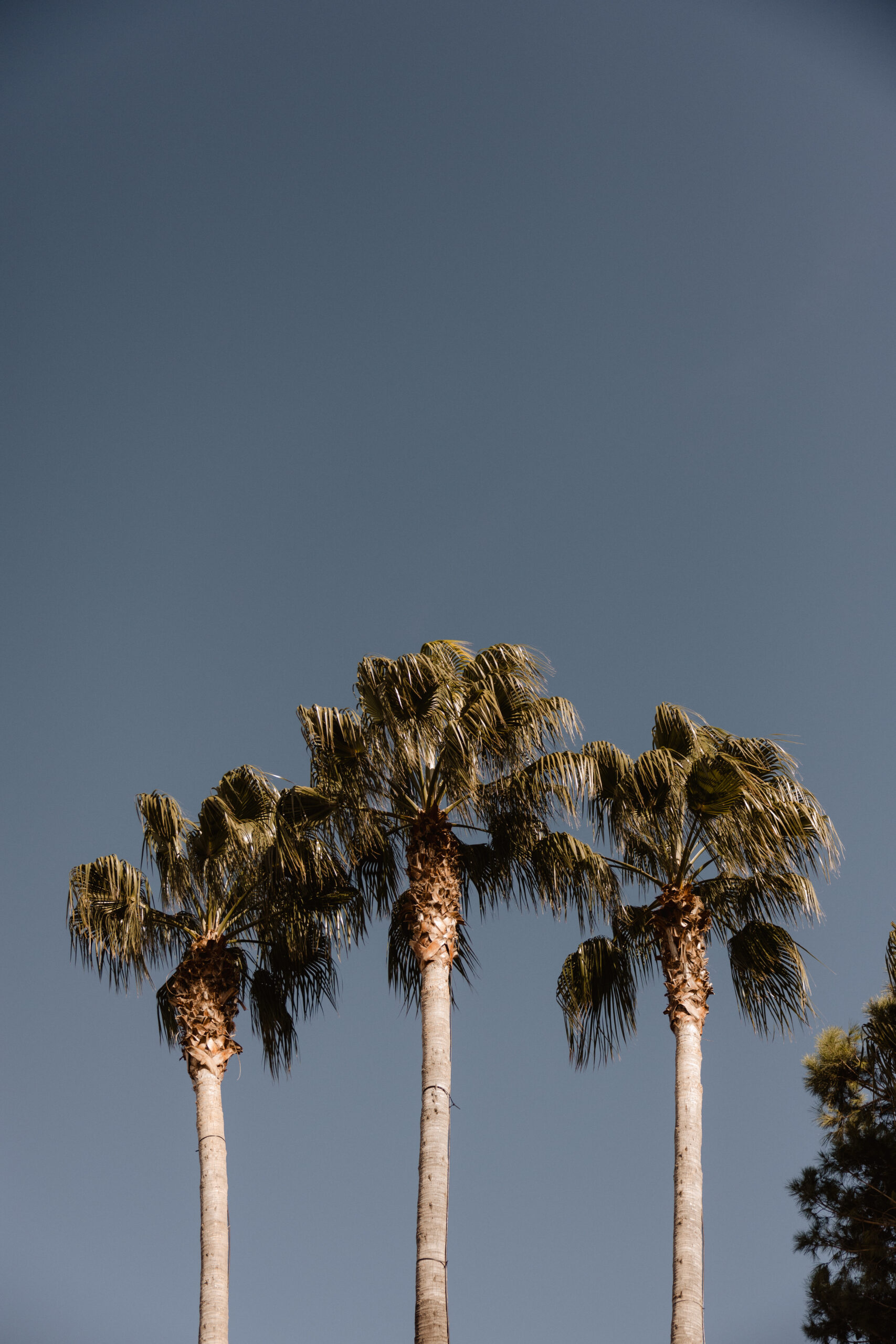 Palmeras del jardín de Villa Paula, Valencia