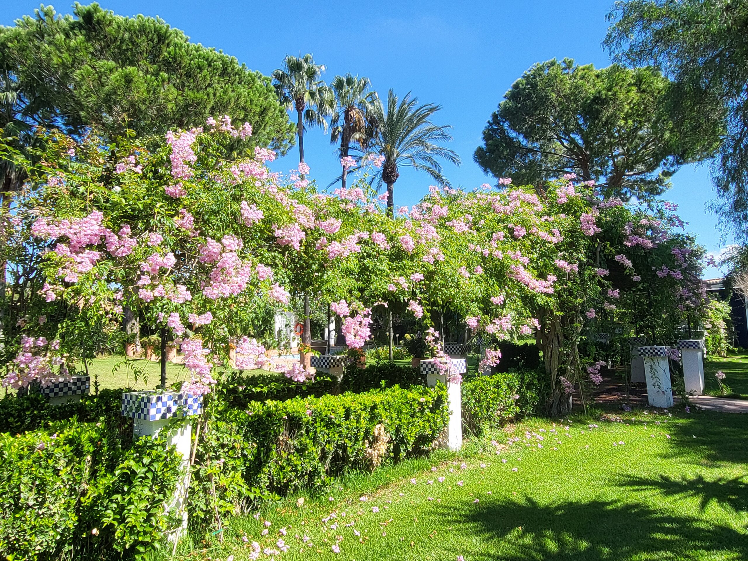 Las dos pérgolas pequeñas de Villa Paula, cubiertas de buganvilla blanca y rosa