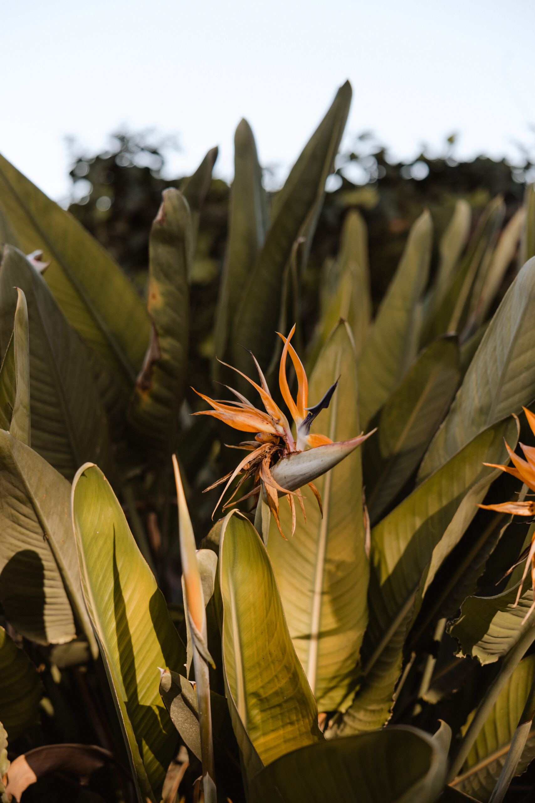 Strelitzia en flor en el jardín de Villa Paula, Valencia